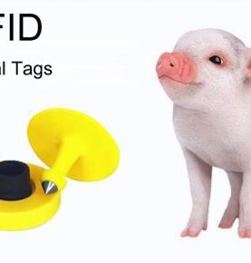 UHF RFID sætter ID-kort på grise og sporer deres liv fra fødsel til slagtning